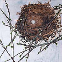 Nest